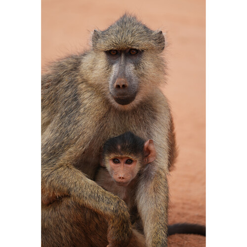 Объектив Sony FE 400mm f/4.5 GM OSS (SEL400F45GM)