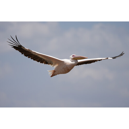 Объектив Sony FE 100-400mm f/4.5 GM OSS (SEL100400MC)