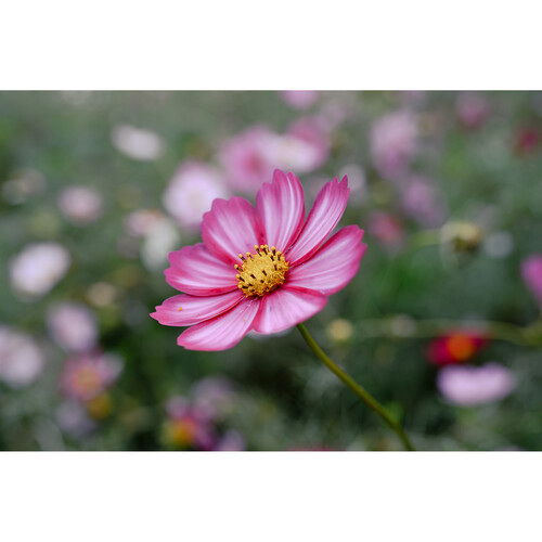 Объектив Nikon Z 24-105mm f/4-7.1 Nikkor