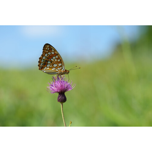 Объектив Sony FE 100mm f/2.8 Macro GM (SEL100M28GM)