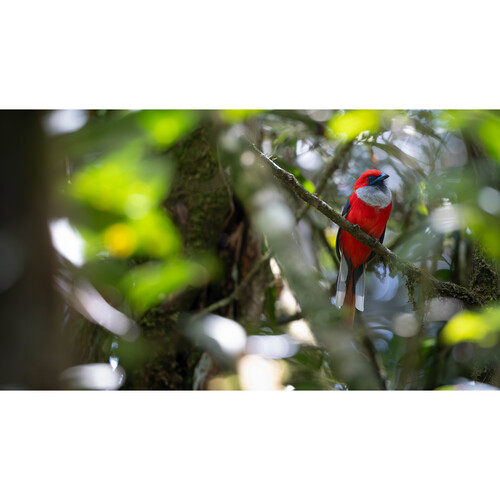 Объектив FUJIFILM XF 400mm f/4.5 R LM OIS WR