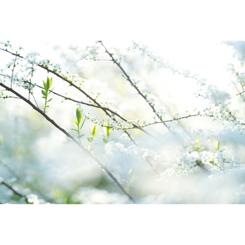 Объектив Sony FE 85mm f/1.4 GM II (SEL85F14GM2)