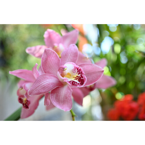 Объектив Nikon Z DX 24mm f/1.7 Nikkor