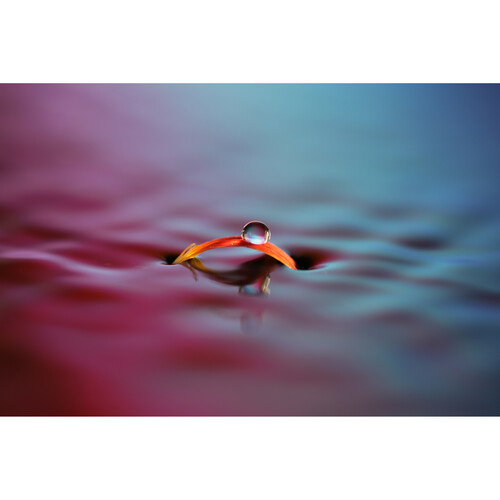 Объектив Sony FE 100mm f/2.8 Macro GM (SEL100M28GM)