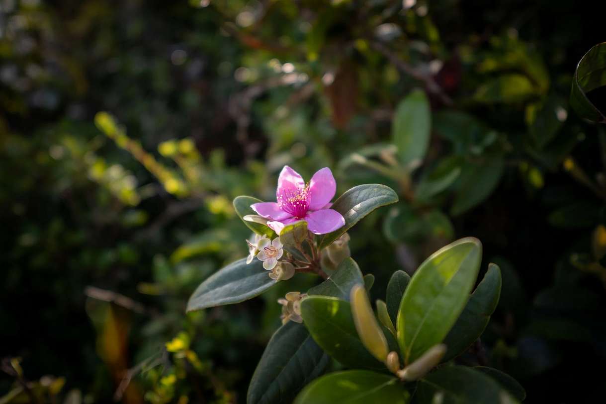 Объектив Viltrox AF 15mm f/1.7 Air (для камер Sony E)