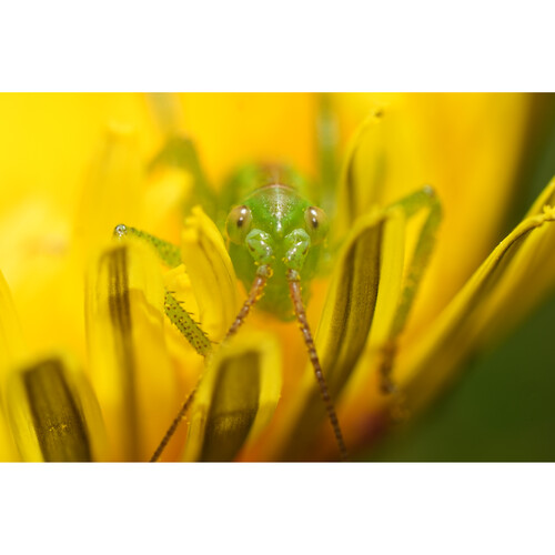 Объектив Sony FE 100mm f/2.8 Macro GM (SEL100M28GM)