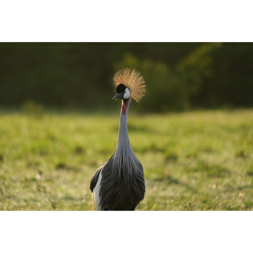 Объектив Sony FE 100-400mm f/4.5 GM OSS (SEL100400MC)