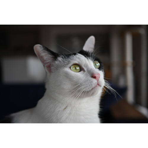 Объектив Nikon Z DX 24mm f/1.7 Nikkor