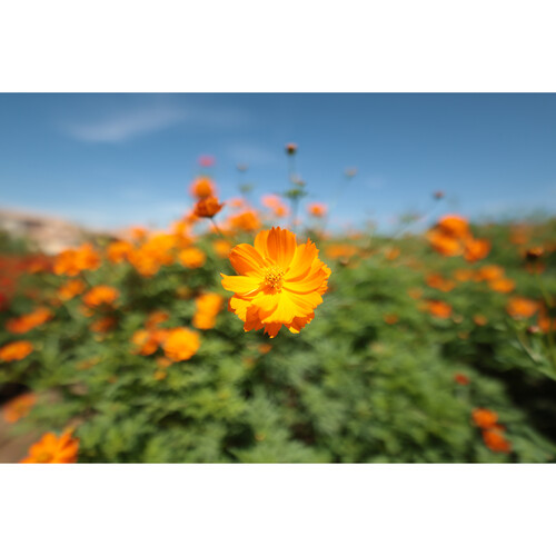 Объектив Canon RF 14mm f/1.4 L VCM