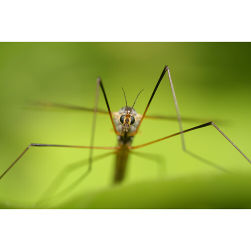 Объектив Sony FE 100mm f/2.8 Macro GM (SEL100M28GM)
