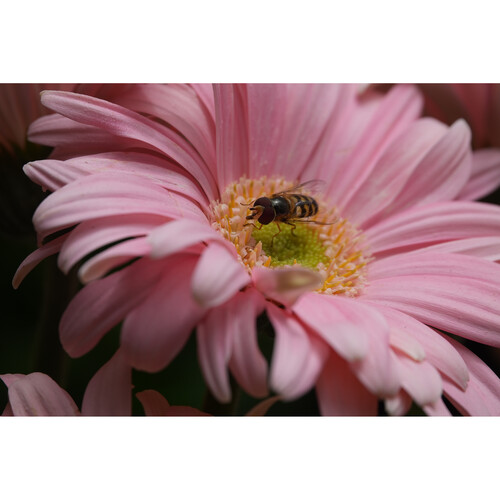 Цифровой фотоаппарат Sony Cyber-shot RX10 V (DSC-RX10M5)