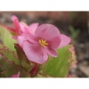 Цифровой фотоаппарат Nikon COOLPIX P1100 Black