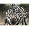 Цифровой фотоаппарат Nikon COOLPIX P1100 Black