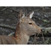 Цифровой фотоаппарат Nikon COOLPIX P1100 Black