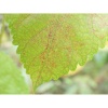 Цифровой фотоаппарат Nikon COOLPIX P1100 Black