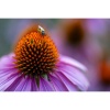Объектив Tamron 90mm f/2.8 Di III VXD (F072) для Nikon Z