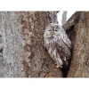 Цифровой фотоаппарат Nikon COOLPIX P1100 Black