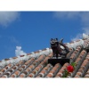 Компактный/подводный фотоаппарат RICOH WG-60 Black